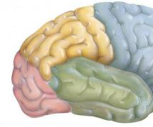 Строение и функции зон головного мозга человека