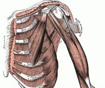 Мышцы верхней конечности: классификация, строение, функции Мышцы верхней конечности человека названия