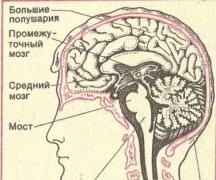 Строение и функции центральной нервной системы Строение и функции цнс