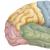 Строение и функции зон головного мозга человека